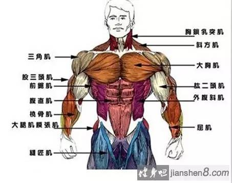 如何快速记忆肌肉起止点,怎么快速记住每块肌肉