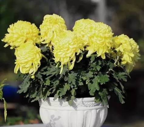 12种药材,滁州道地药材有哪些