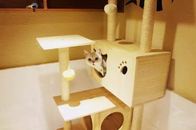 喂！住一晚160块，看次病成千上万！武汉这些狗活得太好了吧！