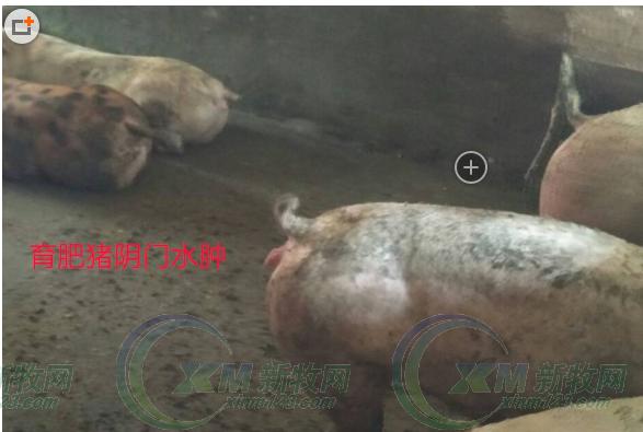 周恩库：小规模猪场育肥猪的红眼俗称“上火”问题处理和分析