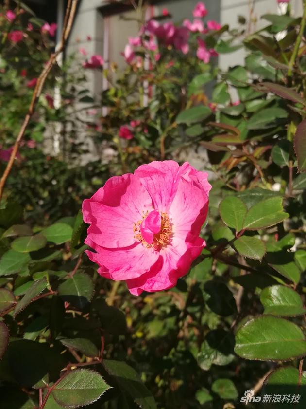 荣耀畅玩6x参数配置详情,荣耀畅享6x参数配置