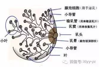 喂母乳会导致宝宝长湿疹吗,宝宝湿疹别再指望忌口