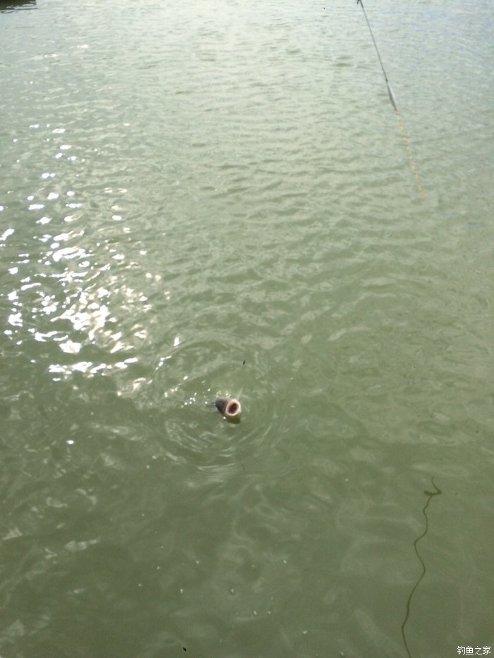 新手入门鱼竿推荐品牌,新手入门推荐鱼竿