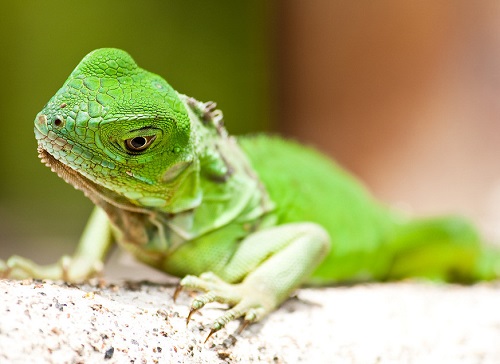 危险蜥蜴,蜥蜴遇到危险回缩成一团