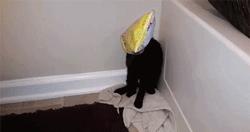 萌宠萌图第735：喵星人偷吃主人放在桌子上的食物