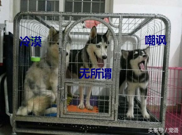 网友说养三只哈士奇和养一只差不多，我差点就信了