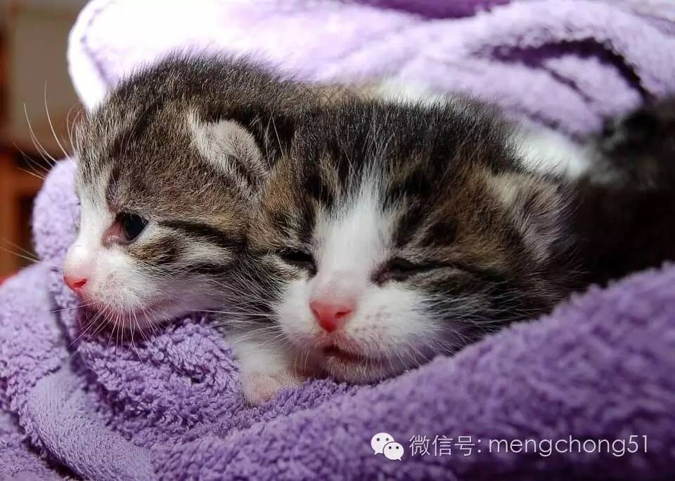 猫咪拉肚子怎么补救,猫咪拉肚子怎么治