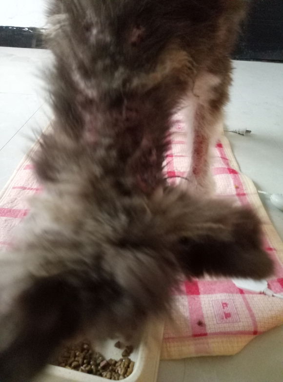 我的阿拉，即使你这辈子不长毛了，我也养你！