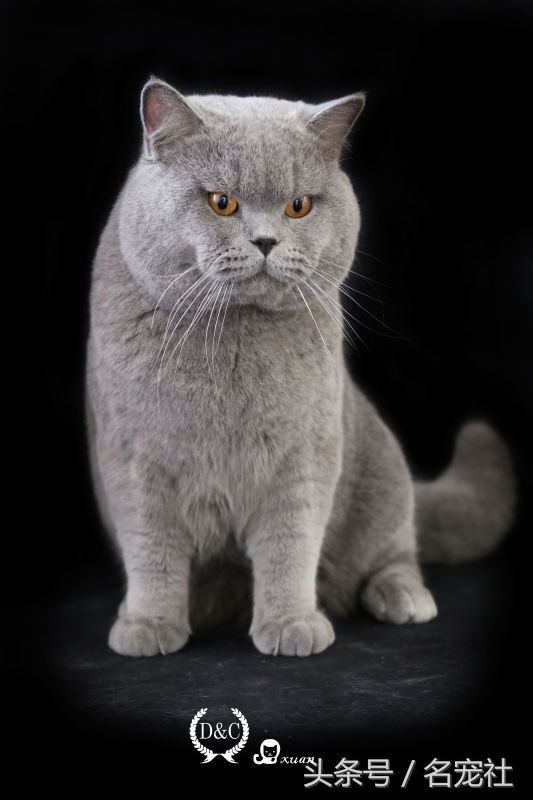 蓝氏猫咪猫粮,蓝氏猫粮猫舍版