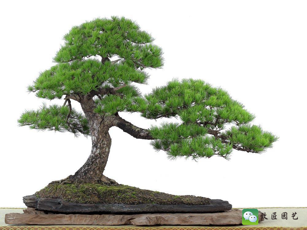 黑松盆景获奖作品 (金奖文人黑松盆景精品)