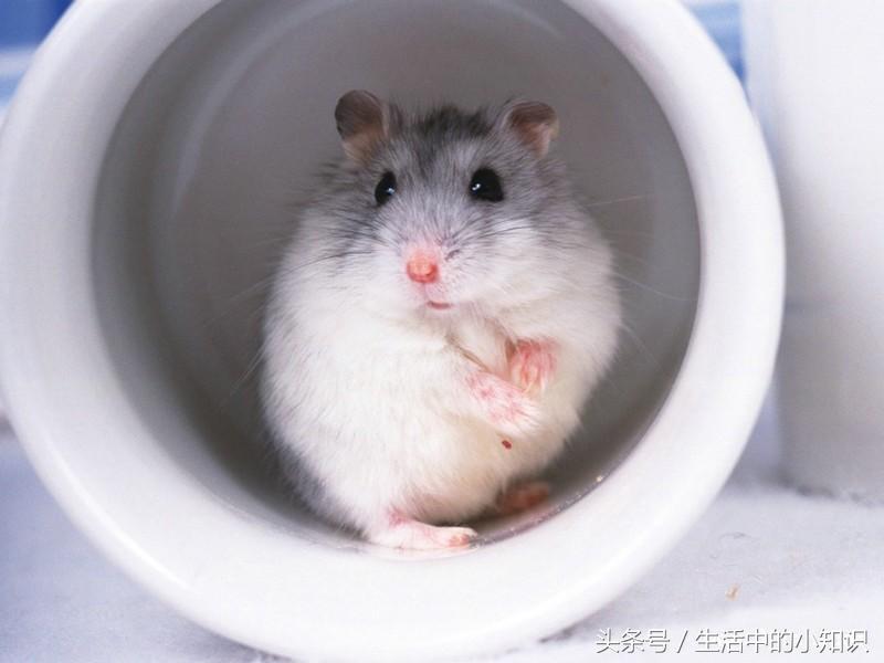 怎样分辨仓鼠的公母图片,怎样分辨仓鼠的公母是银狐品种