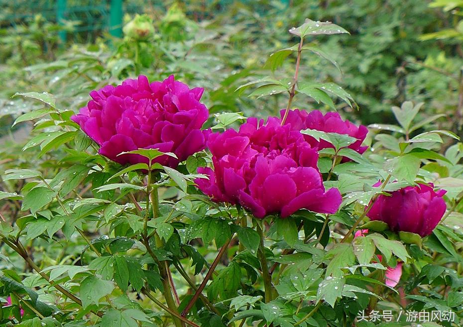 洛阳国际牡丹园门票,洛阳国际牡丹园图