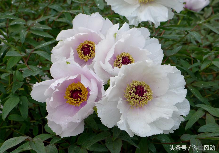 洛阳国际牡丹园门票,洛阳国际牡丹园图