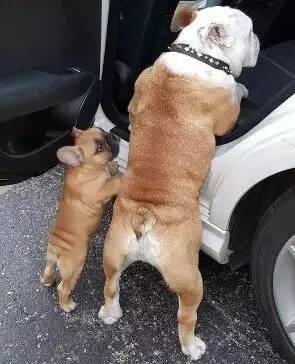 一梦谈狗：这些都不知道，别告诉我你喜欢英国斗牛犬……