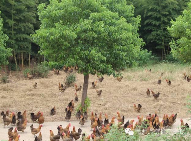 常州有什么特产适合送人,作为一名吃货的必备零食