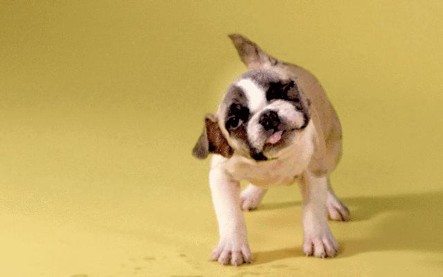 几个细节判断你的宠物是否爱你,如果你的宠物有残疾还会爱它吗