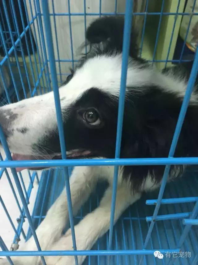 无良宠物店狗狗死亡,无良宠物店让人寒心