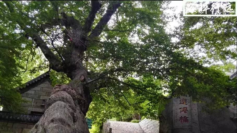 自驾游从青岛怎么走崂山沿海公路,青岛崂山哪个路线最短最好玩