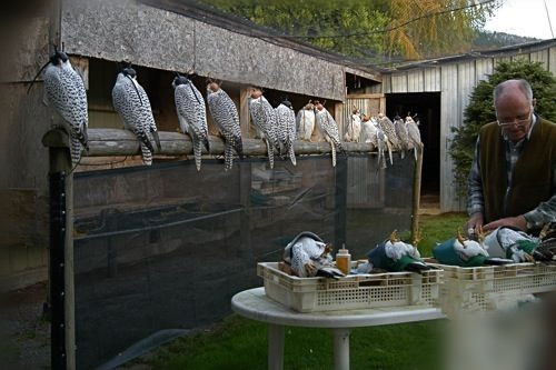 john加拿大,矛隼孵化过程