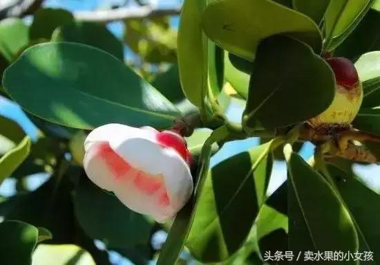 山竹号称水果皇后营养高,山竹是一种很有名的热带水果