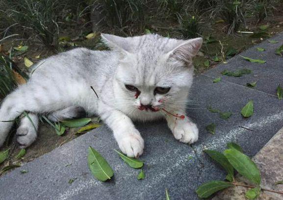 猫咪口吐红色血液露舌头,猫咪口吐鲜血腹式呼吸