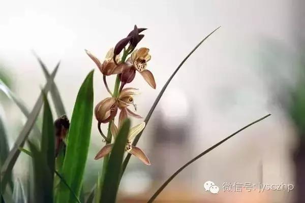 写给母亲的千古情,写给母亲的百封家书