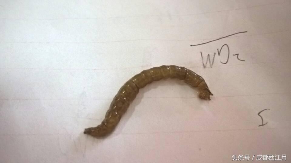 在栽秧的季节里，要是遇上它们可就倒了血霉了！