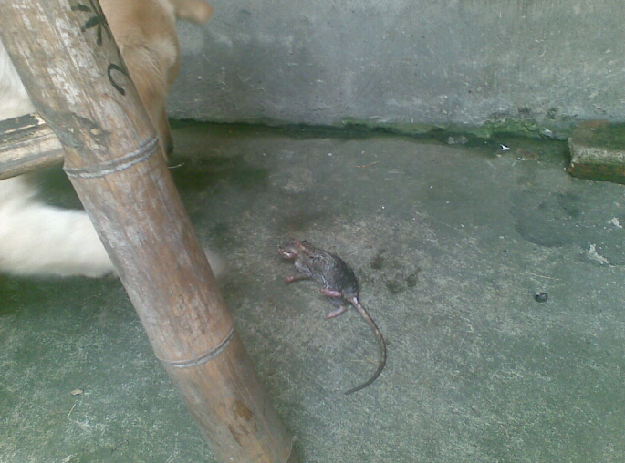 自从家里养了猫老鼠就全跑了,自从养了猫家里老鼠越来越多