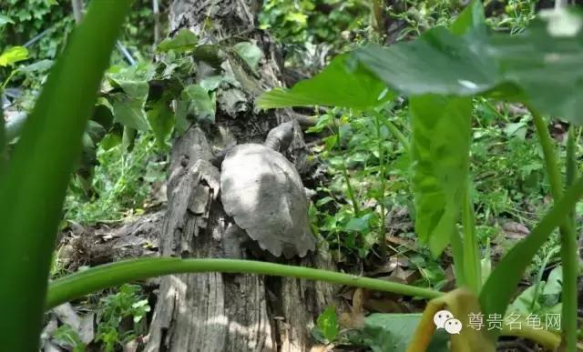 疯狂龟友，6次为龟修建豪华花园！