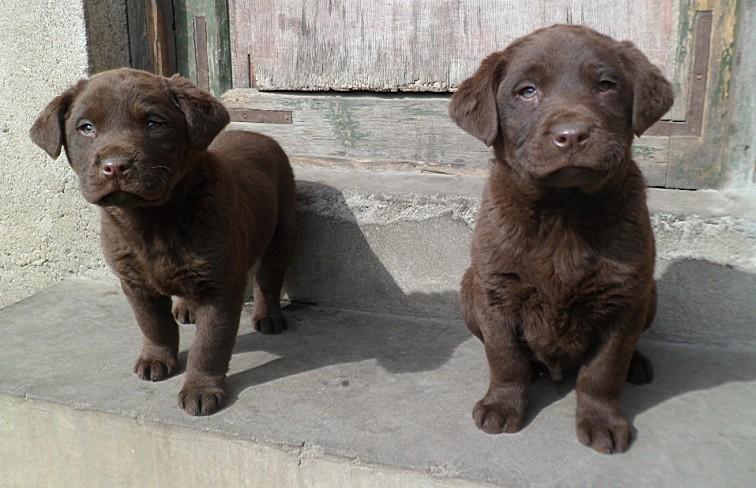 宠物店选狗的正确方法和技巧,刚在宠物市场买的狗怎么喂养