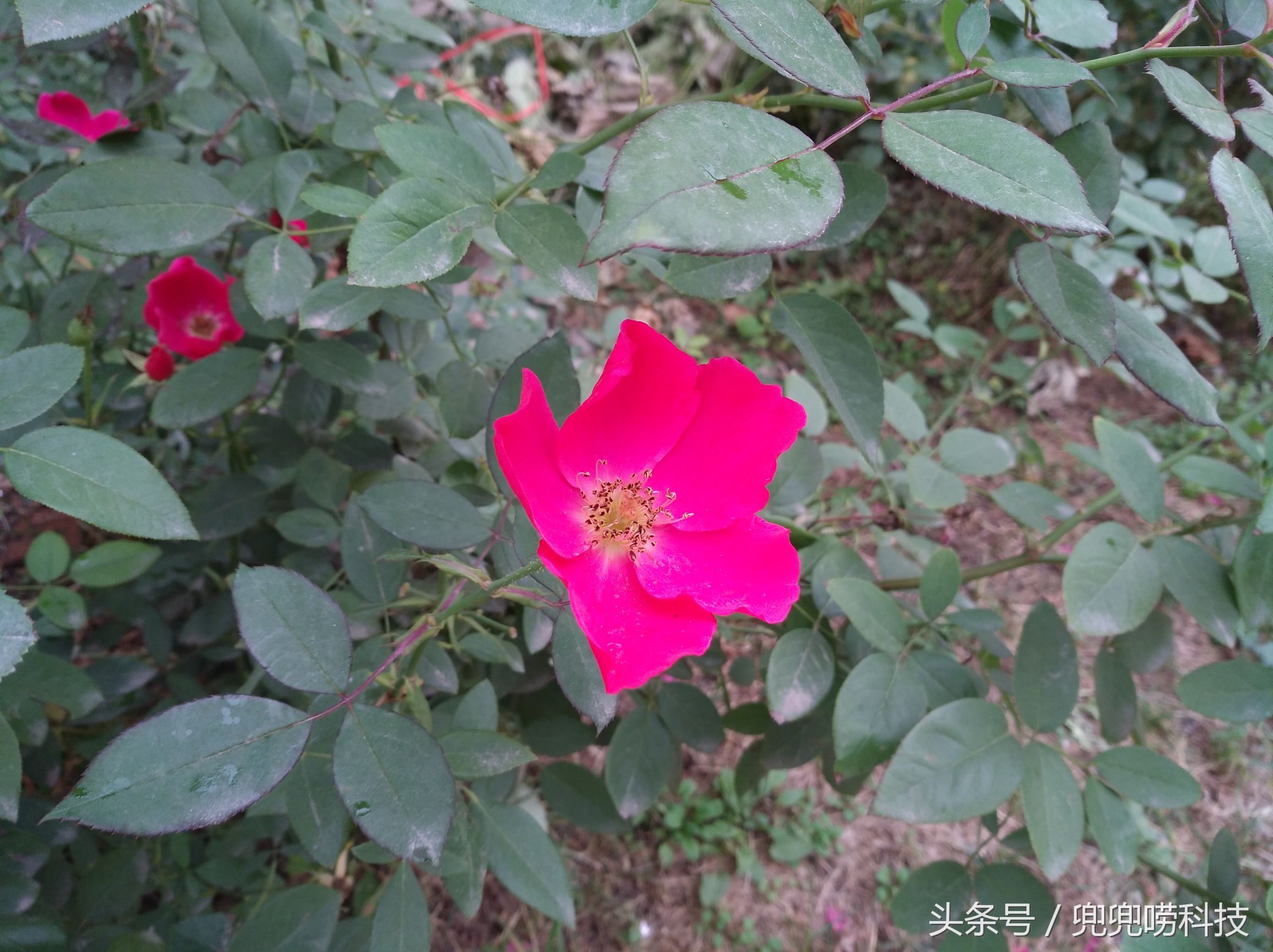 美不可言,美不可言完整视频