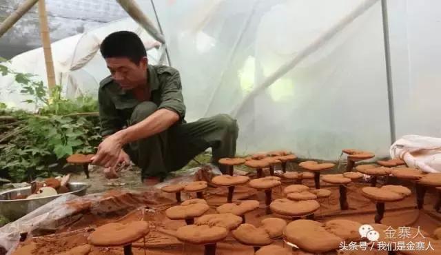 央视灵芝孢子粉价格,灵芝孢子粉央视辟谣