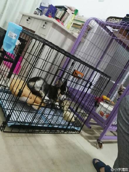 56个中美铲屎官每月花费，对，我就是这么变穷的