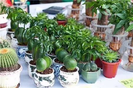 适合在家养有发财寓意的植物,客厅放什么植物寓意好又好养