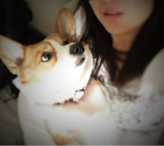 小柯基小时候的样子和长大的样子,还没长大的小柯基