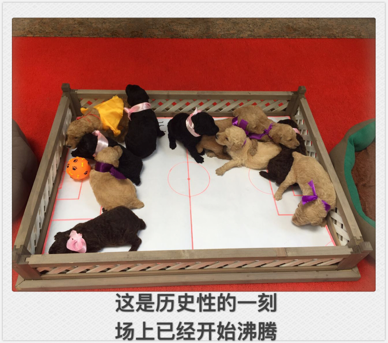 狗踢足球跳起射门视频,踢足球狗狗上前抢球视频