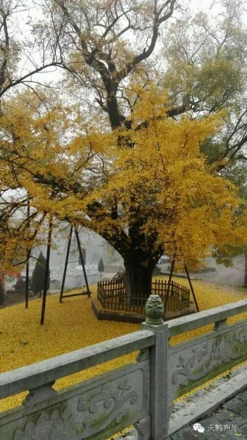 河南最好的红叶银杏叶在哪 (深秋河南哪里可以看银杏)