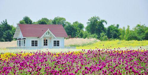 广州百万葵园一日游攻略,百万葵园二日旅游
