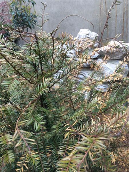 牡丹树叶子发黄啥原因,柳杉叶子发黄怎么补救