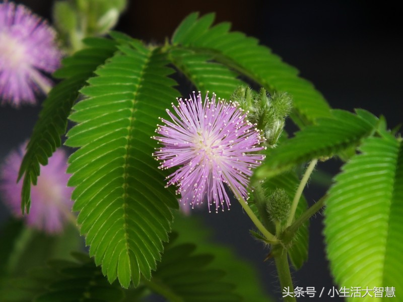 农村神奇植物治百病,能在自家种的神奇植物