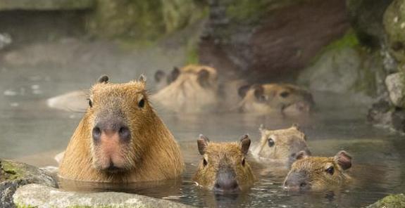 天气转冷的温泉,天气冷了泡温泉