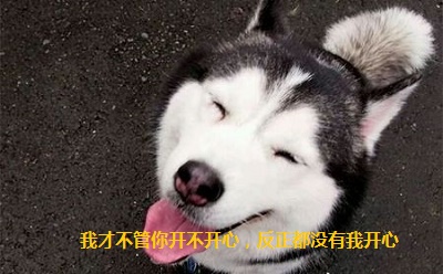 这是一只暖心的哈士奇你们见过吗,这是一只很通人性的哈士奇