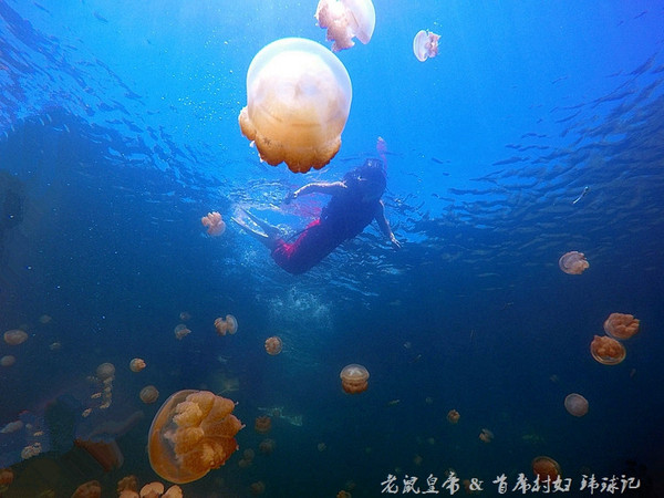 帕劳海底世界完整视频,帕劳潜水遇到的海底生物