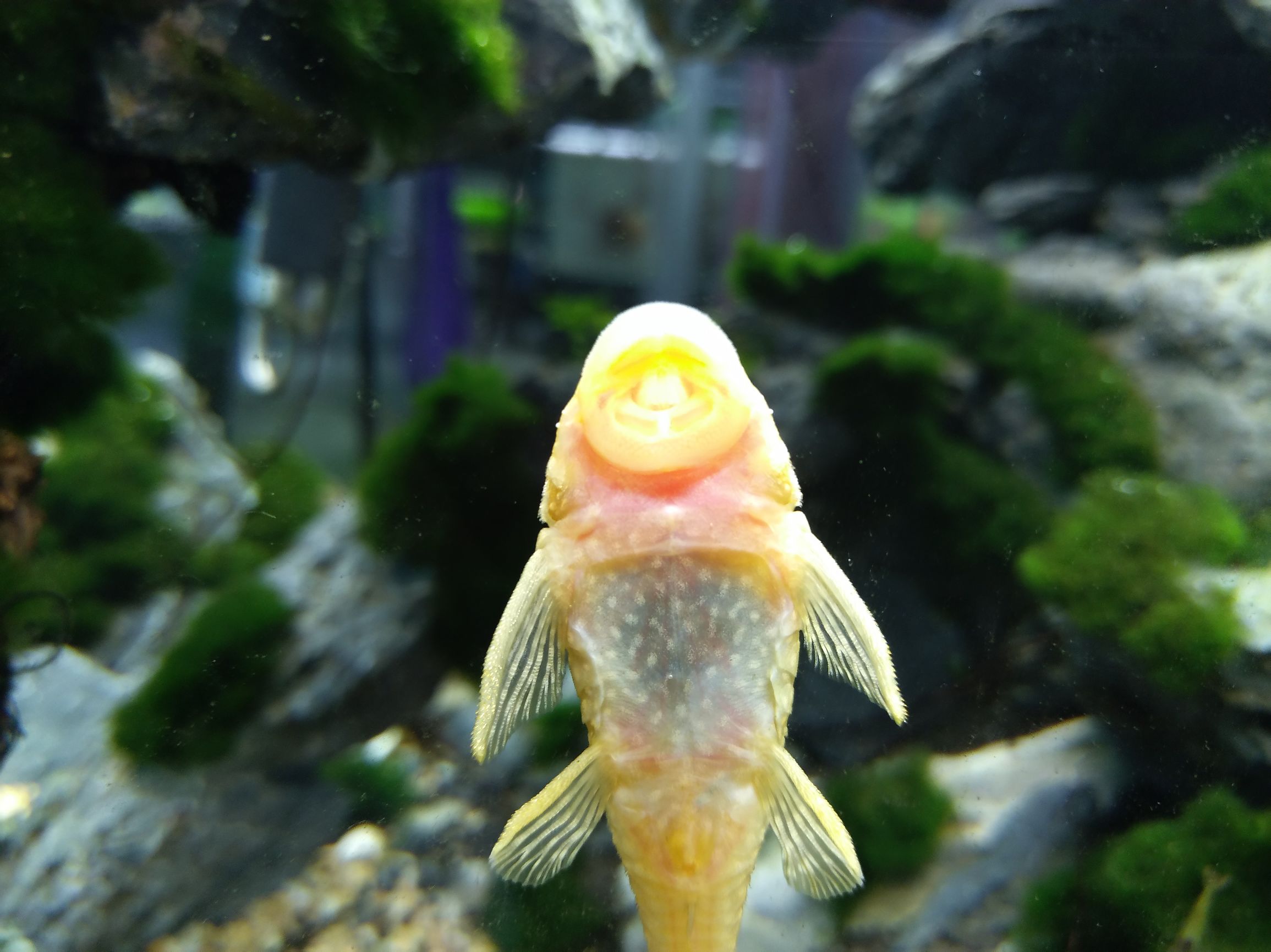 努比亚z11minis换电池,努比亚z11minis是什么处理器