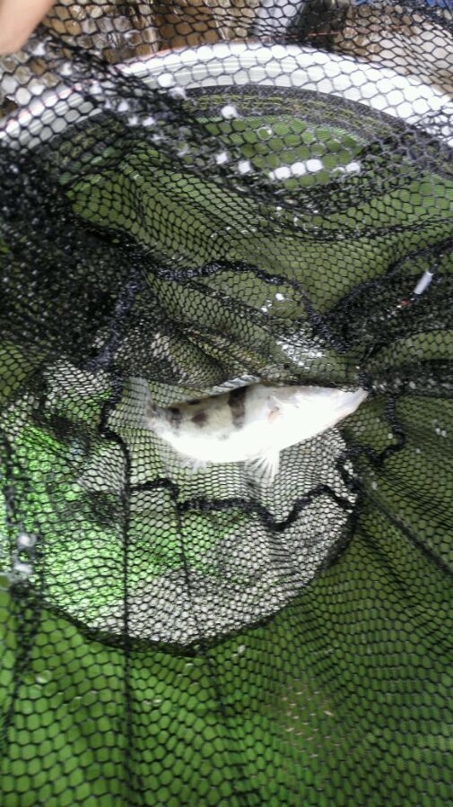 小河钓起一条“翘嘴”仔细一看我笑了