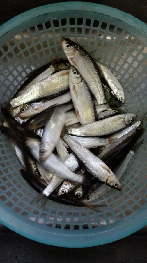 小河钓起一条“翘嘴”仔细一看我笑了