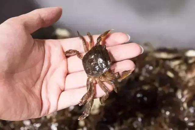 黄埔古港农家菜,黄埔古港好吃美食