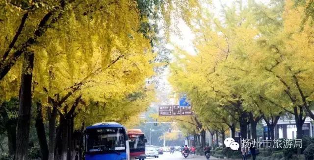 明日立冬,扬州最美的秋景都在这里啦!