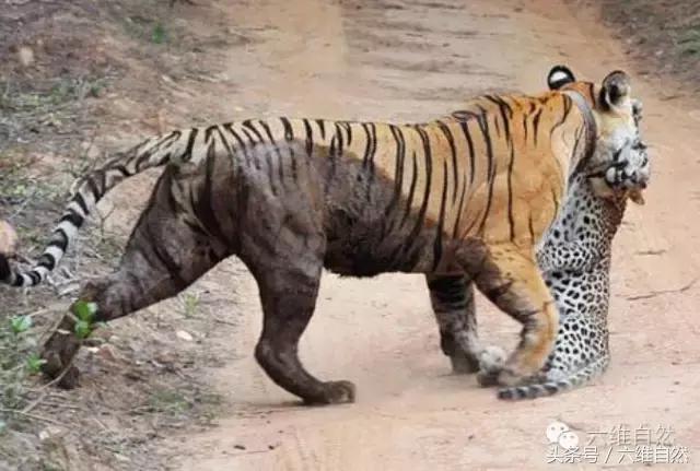 虎王kzt085vs花豹,花豹vs虎王