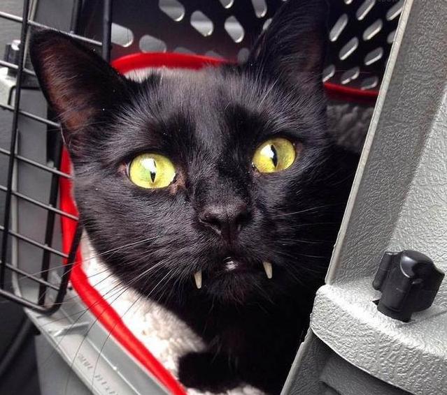 猫咪长牙会精神萎靡吗,为什么猫咪的牙齿像僵尸